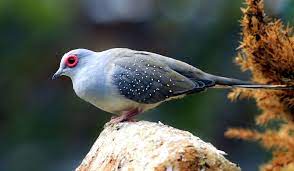 Diamond Dove Available Now At Thefinchfarm Com Pet Birds Small Pets Animals