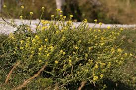 Image result for Sisymbrium orientale