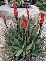 Image result for Aloe ribauensis
