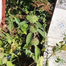 Image result for Leucas martinicensis