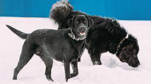 Newfoundland Vs Labrador Retriever Breed Differences And Similarities