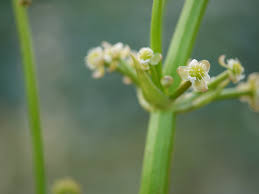 Image result for Limnophyton obtusifolium