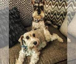 Since they have a great chasing instinct, leash training is essential since their puppy. Schnauzer Miniature Verified Dog Breeders Near Denver Colorado Usa Page 1 10 Per Page Puppyfinder Com
