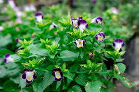 Image result for Linderniaceae