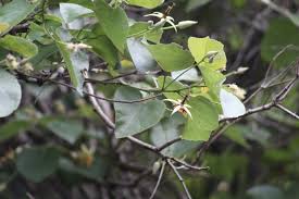 Image result for Eriolaena