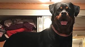 Image result for Rotala gossweileri