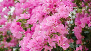 Image result for Newtonia buchananii