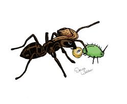 Most ant species seem to exist just to annoy us. Farming Aphids Herder Ants A K A Farmer Ants
