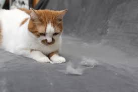 Why Do Cats Shed So Much 6 Reasons For Extra Shedding