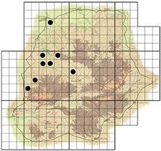 Image result for Grewia avellana