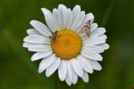 Obiteljska proizvodnja i prodaja raznovrsnog cvijeća tijekom cijele godine za sve prigode. Ivancica Leucanthemum Vulgare