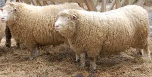 The development of the rambouillet breed started in 1786, when louis xvi purchased over 300 spanish merinos from his cousin, king charles iii of spain. Exotic Sheep Breeds Information In India Sheep Farm