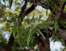 Image result for Boscia salicifolia