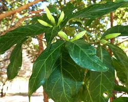 Image result for Rothmannia