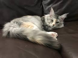 Although maine coons began to feature in magazines in europe, it was not until the mid 1980s that they came to britain. Planetcoon Maine Coon Firenze Home Facebook