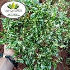 Rumput gajah mini varigata berbeda dengan yang rumput gajah mini biasanya.gajah mini varigata warna daunnya ada garis putih dan hijau dan bentuk daunnya ke. Rumput Gajah Mini Varigata Rumput Varigata Rumput Taman Rumput Gajah Mini Rumput Gajah Shopee Indonesia