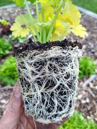 These parts work together to help the plant survive. Should Roots Be Loosened Before Planting Do Not Disturb Gardening