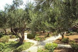 Garden Of Gethsemane Jerusalem 2020 All You Need To Know Before You Go With Photos Tripadvisor In 2020 Garden Of Gethsemane Trip Advisor Garden