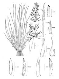 Image result for Chrysopogon
