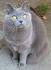 How to Tell the Difference in a Russian Blue Cat From a ...