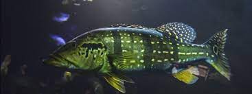Peacock Bass Care Lifespan Tank Mates Diet Health