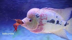 Namun tetap saja anda mesti berpikir dulu selain memerlukan akuarium berkapasitas besar, ikan ini juga lebih betah tinggal di akuarium komunitas. Tips Dan Cara Merawat Ikan Louhan Yang Baik Dan Benar