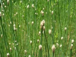 Image result for Cyclocarpa