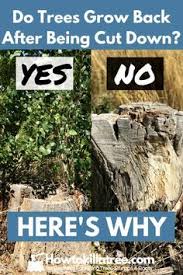 Some homeowners will want to avoid the chemical methods, whether simply on principle or because they have safety concerns regarding the use of chemical herbicides (as when, for example, the tree to be killed is adjacent to a vegetable garden). How To Kill A Tree Stumps Roots Howtokillatree Profile Pinterest