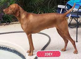 Find the perfect puppy for sale in houston, texas at next day pets. Bozy S Vizslas