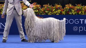 Komondor Kopegi Nedir Evrim Agaci