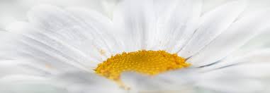 This business listing is provided by Flowers By Mariam Home Facebook