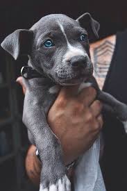 Black Pitbull With Blue Eyes Honestly The Cutest Thing I Ve Ever Seen Blue Eyed Dog Dog Breeds Baby Animals
