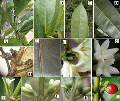 Image result for Craterispermum schweinfurthii