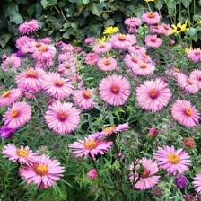 Image result for Asters `Jenny