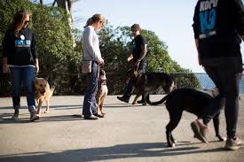 Moose joined bay area k9 training in hayward ca from sacramento ca for a 5 week board and train program. Bay Area Leash Reactive Dog Trainer