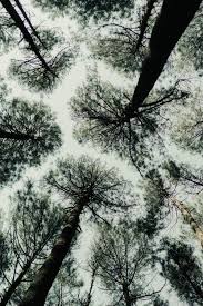Browse through the most edited and modern #hutan_pinus on picsart. Hutan Pinus Mangunan Fotografi Alam Fotografi Hutan
