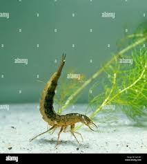 Image result for Dyschoriste multicaulis