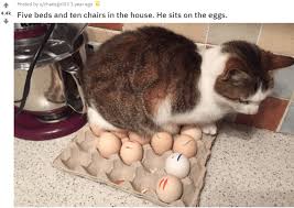 hooligan cats sitting where they shouldn t funny cat pictures funny animals funny animal pictures