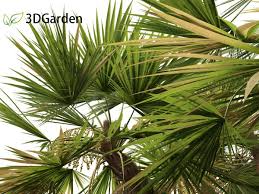 Image result for Acoelorrhaphe