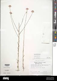 Image result for Polygala melilotoides