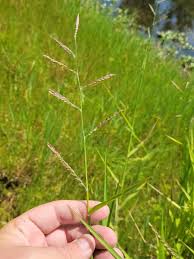 Image result for Urochloa oligotricha