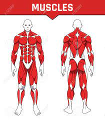 The muscular system consists of various types of muscle that each play a crucial role in the function of the body. Human Body Anatomy Workout Front And Back Muscular System Of Royalty Free Cliparts Vectors And Stock Illustration Image 138079174