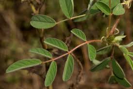 Image result for Indigofera astragalina