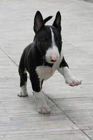 Bull Terrier Pup Don T See Them Much But Would Love One English Bull Terrier Puppy Bull Terrier Puppy Bull Terrier