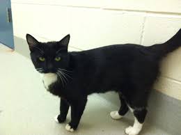Closed mondays and county holidays. Napa Pet Of The Week Mia The Cat Napa Valley Ca Patch