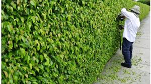 Check spelling or type a new query. How To Trim A Hedge To Grow Fuller And Thicker Dengarden