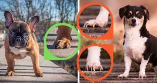 It depends from one dog to another. Should You Trim Dogs Nails Here S How To Tell Walkerville Vet