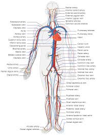 Blood Vessel Wikipedia