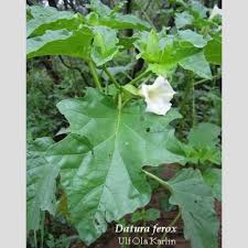 Image result for Datura ferox