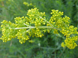 Image result for Galium verum